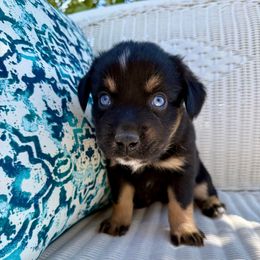 Firefly - Black tri female Toy Australian Shepherd puppy in Medical Lake, Washington from MAS Gone Rogue