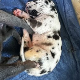 Girl 1 - Harlequin female Great Dane puppy in Missouri from Daniels Danes