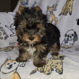 Marie - Black and tan female Yorkshire Terrier puppy in Bartlesville, Oklahoma from Chracy's yorkie babies