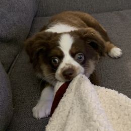 Miniature Australian Shepherd Puppies from SkyBrynn’s Mini Aussies