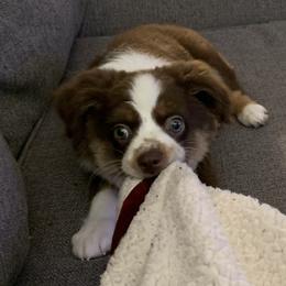 Miniature Australian Shepherd Puppies from SkyBrynn’s Mini Aussies