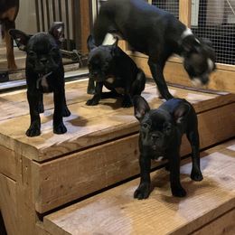 Boston Terrier and Companion Cross Puppies from Antelope Creek Frenchtons