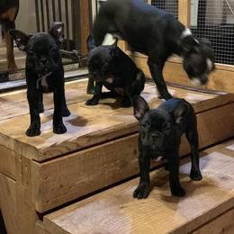 Boston Terrier and Companion Cross Puppies from Antelope Creek Frenchtons