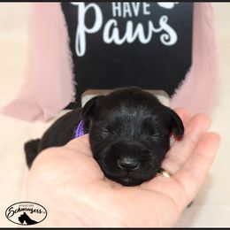AKC 25034 - Black male Miniature Schnauzer puppy in Mount Airy, Georgia from Miniature Schnauzers GA, LLC