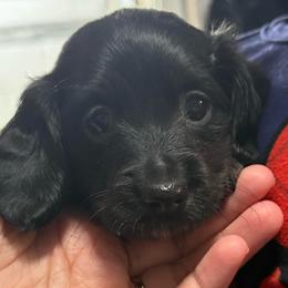 Cupid - Black and tan male Dachshund puppy in Boyd, Texas from R&R Animal Farm