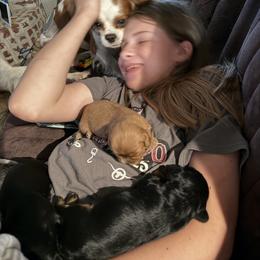 Cavalier King Charles Spaniel Puppies from 5dubs Cavaliers