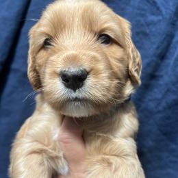 Tiller - Red  male Goldendoodle puppy in Placerville, California from New Dawn Poodles and Doodles