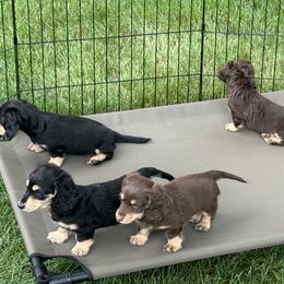 Dachshund Puppies from Holiday's Dachshunds