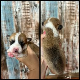 Colt - Red male Pembroke Welsh Corgi puppy in Berea, Kentucky from SunShine Corgis