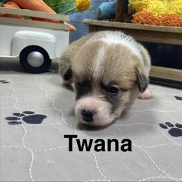 Twana - Sable female Pembroke Welsh Corgi puppy in Apison, Tennessee from Ashmore Corgis