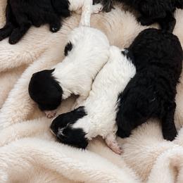 Girl -2 - Parti female Poodle puppy in Sn Bernrdno, California from JennieMiniPets