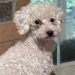 Skipper - Poodle
