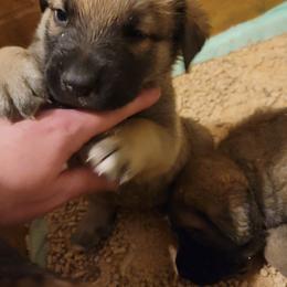 Elvis - Wolfgray male Spanish Mastiff puppy in Prosperity, Pennsylvania from Prosperity Guardians