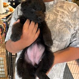White collar - Black female German Shepherd puppy in Puyallup, Washington from Majestic Royal German Shepherd’s