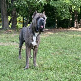 Cane Corso from Davenport Kennel Club