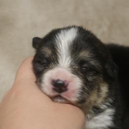 Jaguar - Black and tan male Pembroke Welsh Corgi puppy in West, Texas from Rustic Spur Kennel