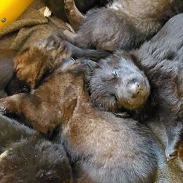 German Shepherd Puppies from vom Wenner Haus