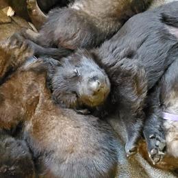 German Shepherd Puppies from vom Wenner Haus