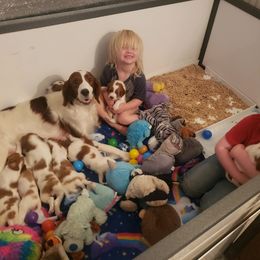 Clumber Spaniel and Irish Red and White Setter Puppies from NyaStar & Chequamegon
