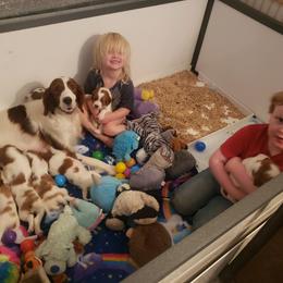 Clumber Spaniel and Irish Red and White Setter Puppies from NyaStar & Chequamegon