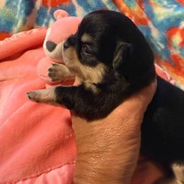 Picante - Black and tan female Chihuahua puppy in Beaumont, Texas from Anastasia’s Tiny Pupps