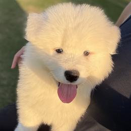 Missy - White female Samoyed puppy in Weatherford, Texas from Pure North Samoyeds