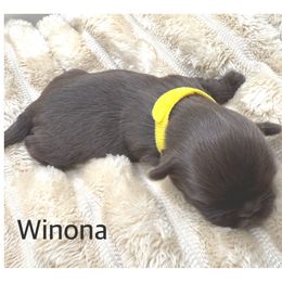 Shih Tzu Puppies from Rollins Farms Shih Tzus