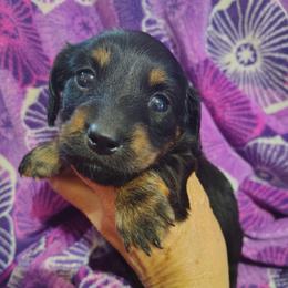 Girl 1 - Black and tan female Dachshund puppy in Clayton, Indiana from Love Struck Miniature Dachshunds