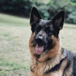 Piper - German Shepherd