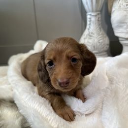 Dachshund and Pembroke Welsh Corgi Puppies from Jodi Cloutier