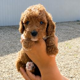 Dolly - Cream female Goldendoodle puppy in Hudson, Michigan from Haaspawz