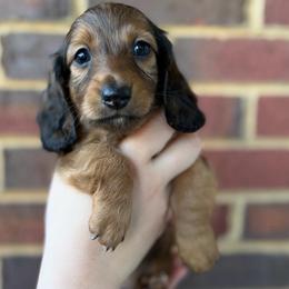 Barrett - Red male Dachshund puppy in Loganville, Georgia from Royal Dackel Haus