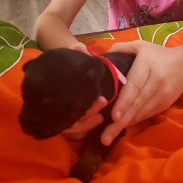 Girl 1 - Black and silver female Miniature Schnauzer puppy in Fresno, California from Findell Kennel, LLC