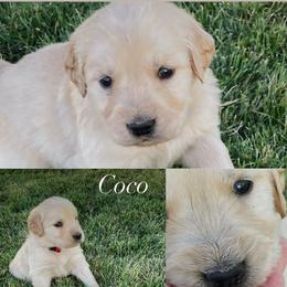 Coco - Light golden female Golden Retriever puppy in Farmington, Utah from Golden Haven Doodles