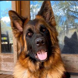 Voa - German Shepherd