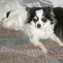 Chihuahua All Grown Up from Keljim's Chihuahuas