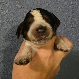 Bamboozled aka Bammy - Tri-Roan female English Springer Spaniel puppy in Lake City, Florida from Thunderbird Springers