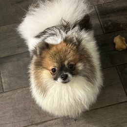 Pomeranians from O'My Heart Pomeranians