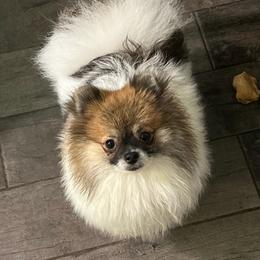 Pomeranians from O'My Heart Pomeranians
