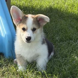 Purple Collar Female - Black and tan female Pembroke Welsh Corgi puppy in Victoria, Texas from Clear Creek Corgis