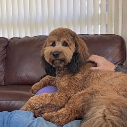 Goldendoodle and Poodle All Grown Up from Colorful Creations Doodles and Poodles
