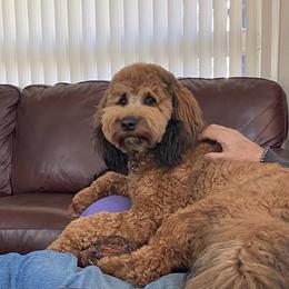 Goldendoodle and Poodle All Grown Up from Colorful Creations Doodles and Poodles
