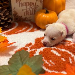Raven - Cream female Chihuahua puppy in Seneca, Missouri from Stephanie’s Puppy Colony