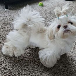 Chloe - Shih Tzu