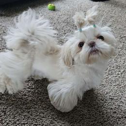 Chloe - Shih Tzu