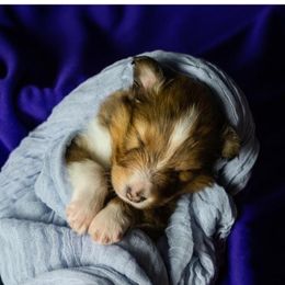 Shetland Sheepdog puppies from Karmayne Kennels