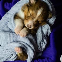 Shetland Sheepdog puppies from Karmayne Kennels