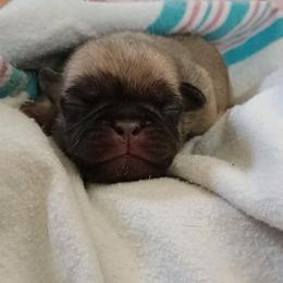 Bishop - Fawn male Pug puppy in East Bernstadt, Kentucky from Sundance Pugs