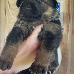 Miniature Schnauzers from Circle Lawn Kennel