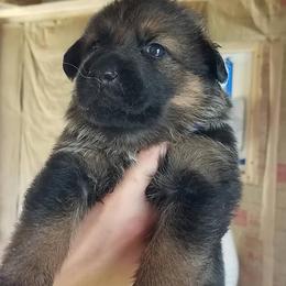 Miniature Schnauzers from Circle Lawn Kennel